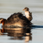 Red-necked Grebe