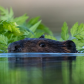 Beaver