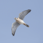 American kestrel