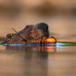 Beaver