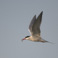Forster’s tern