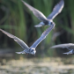 Black tern