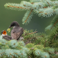 Eastern Kingbird