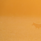 Eastern Coyote