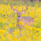 White-tailed Buck
