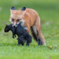 Red Fox with Squirrel