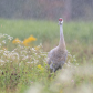Sandhill Crane