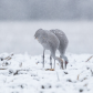Sandhill Crane