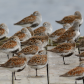 Resting Dunlins