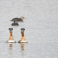 Red-necked grebes 1