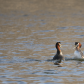 Red-necked grebes 2