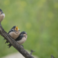 Barn Swallow young 1