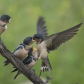 Barn Swallow young 2