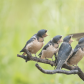 Barn Swallow young 3