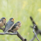 Barn Swallow young 4