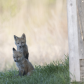 Fox family 1