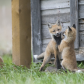 Fox family play fight