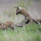 Fox family practice pounce