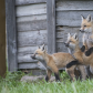 Fox family on the look out