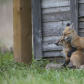 Fox family ear chew