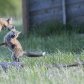 Fox family practicing