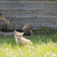 Fox cubs