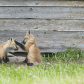 Fox cubs