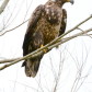 Immature Bald Eagle