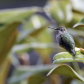 Watching the feeder