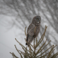 Great Grey Owl