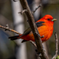 Scarlet Tanager
