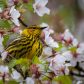 Cape May Warbler
