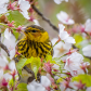 Cape May Warbler