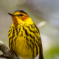 Cape May Warbler