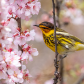 Cape May Warbler