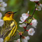 Cape May Warbler