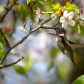 Ruby-throarhed Hummingbird