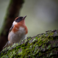 Bay-breasted Warbler