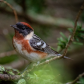 Bay-breasted Warbler