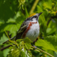 Chestnut-sided Warbler