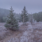 Frost
