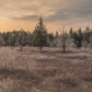 Frost