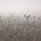 Misty Meadow Deer