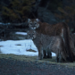 Wild Mountain Lion Family