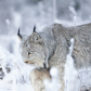 Canada Lynx on the Hunt