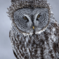 Great Grey Owl 1