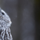 Great Grey Owl 2