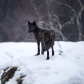 Black Wolf