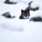Black Wolf 2