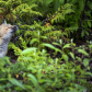 Red Fox Kit